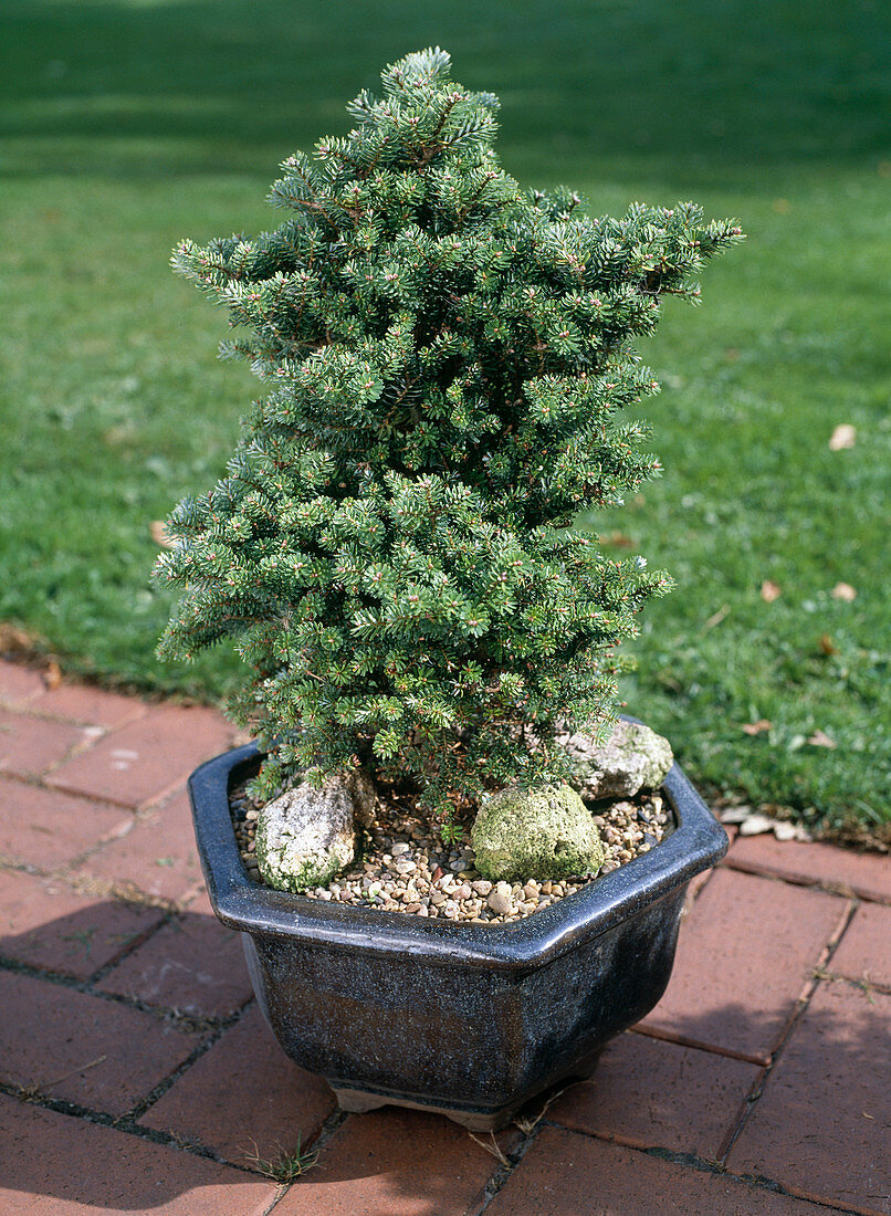 Abies koreana