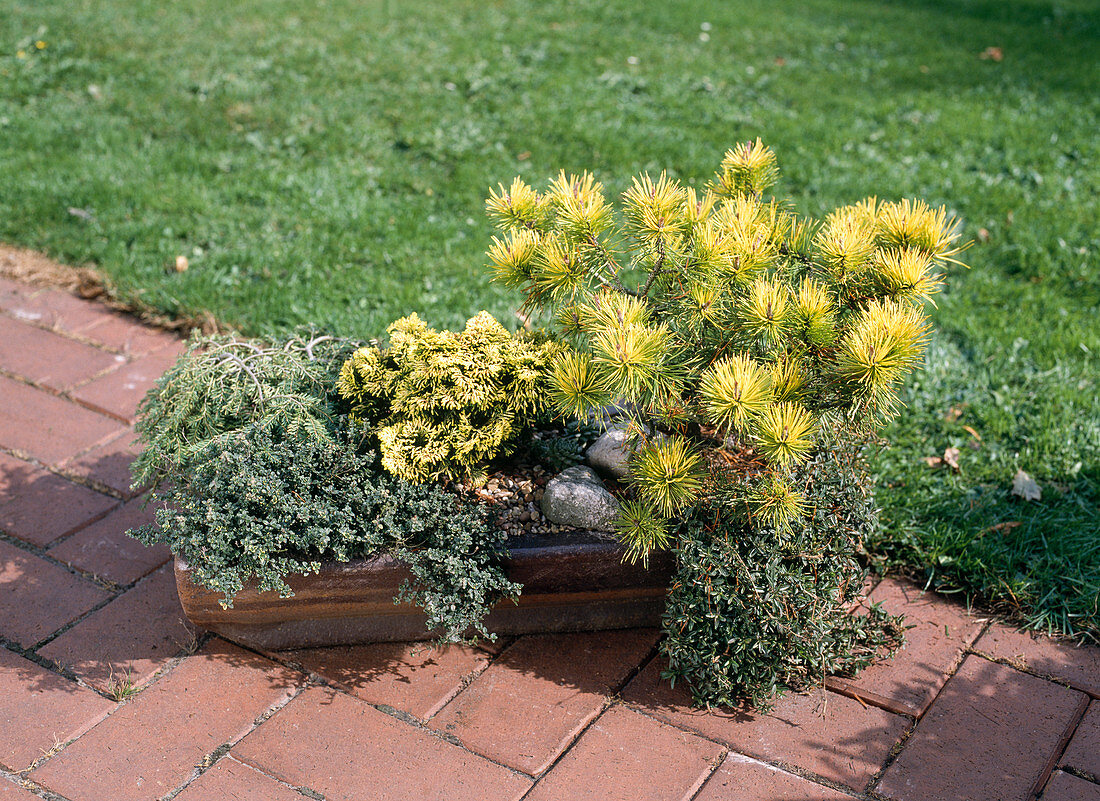 Tsuga canadensis 'Cole', Chamaecyparis obtusa