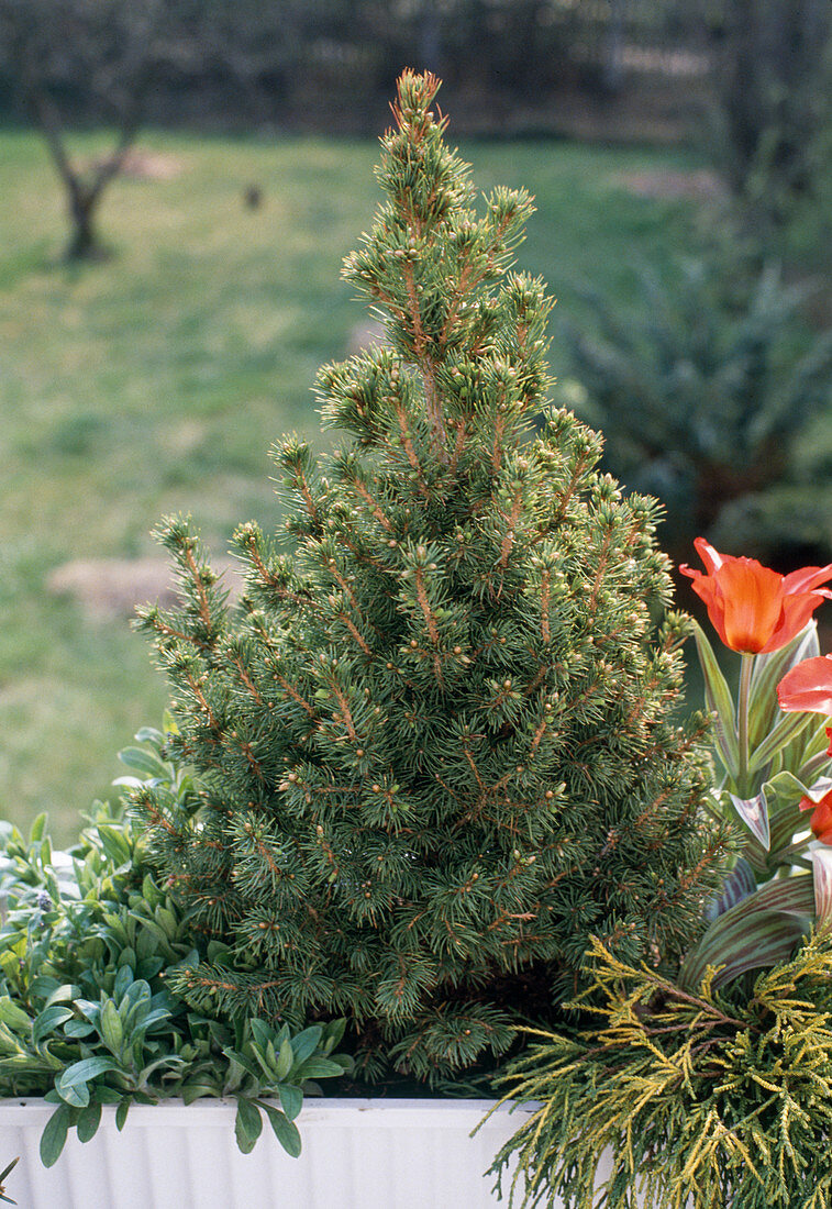 Picea glauca 'Conica'