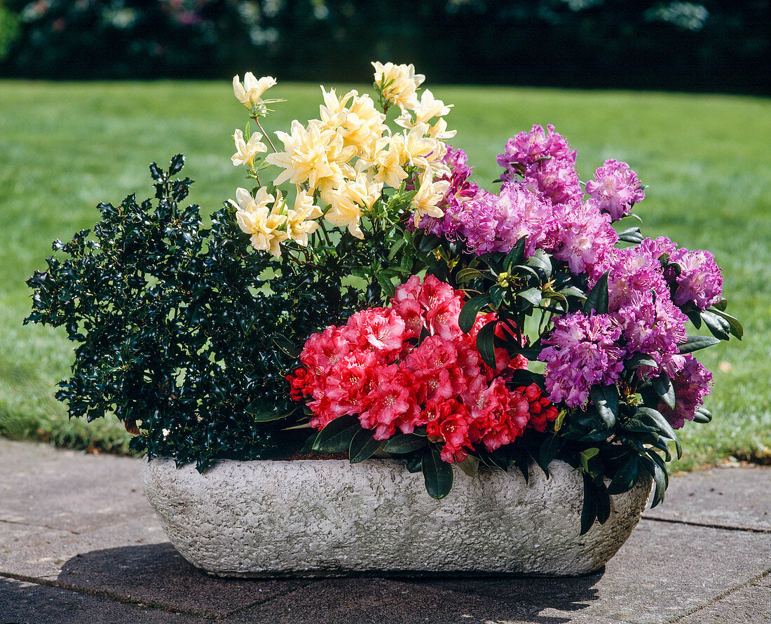 Rhododendron 'Alfred', 'Morgenrot'