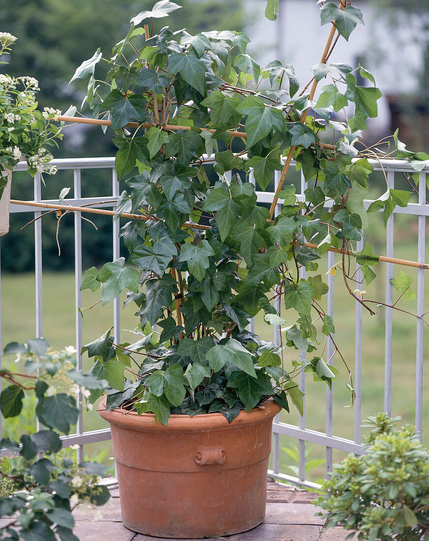 Hedera helix