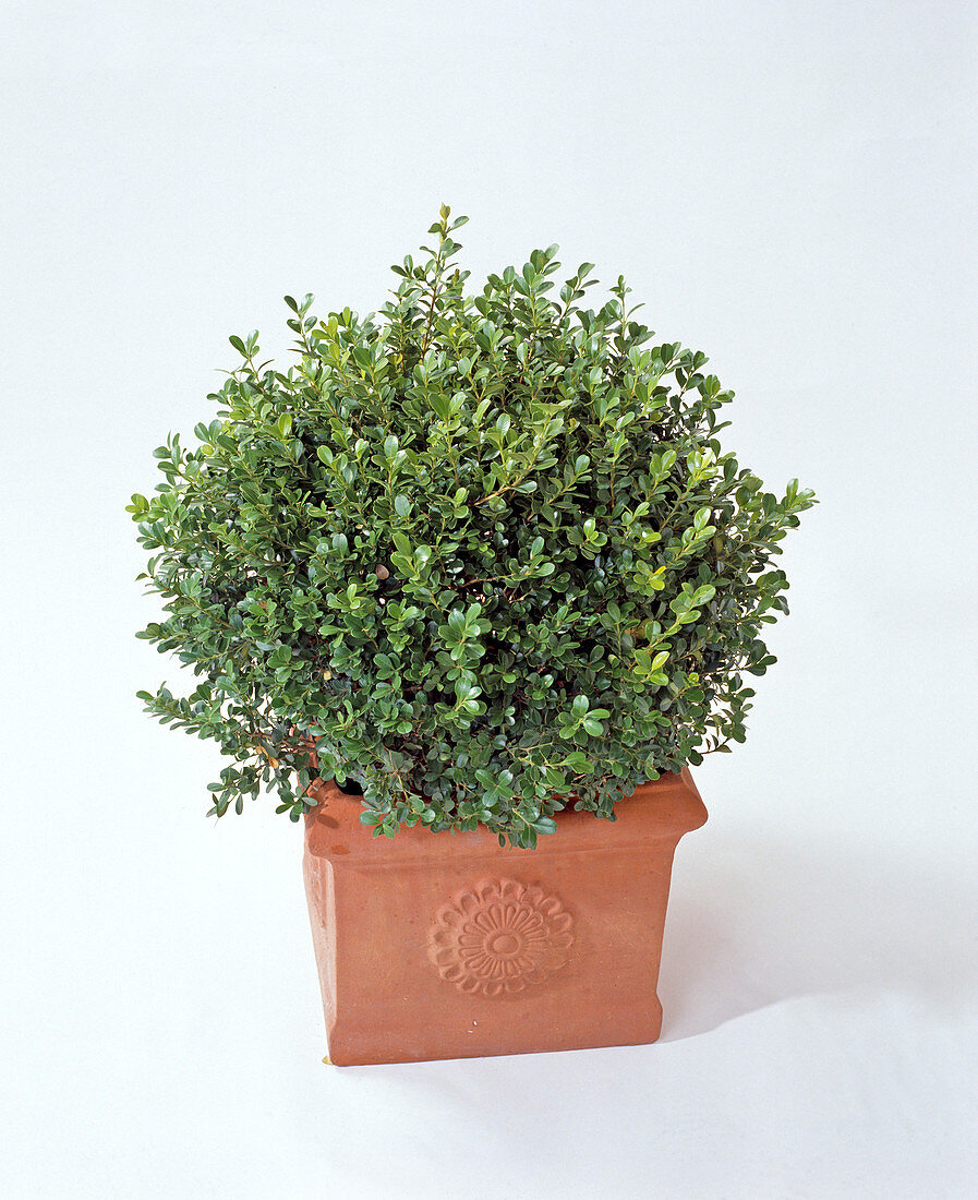 Buxus kugelförmig geschnitten