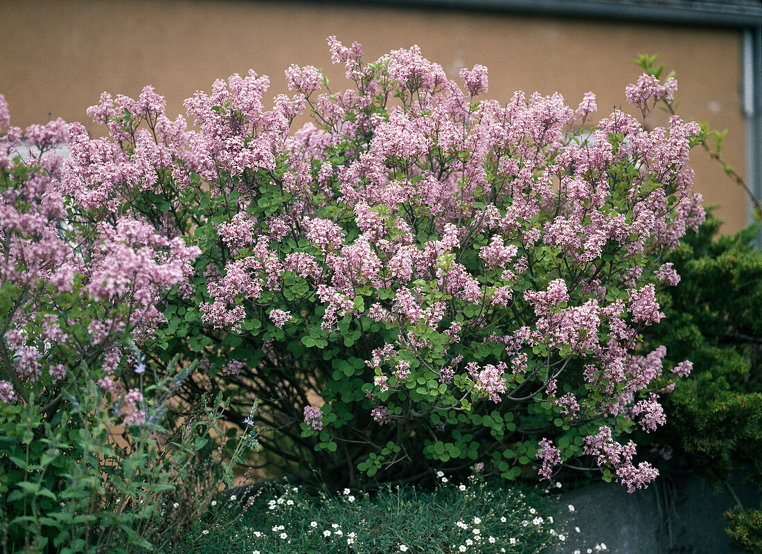 Syringa microphylla