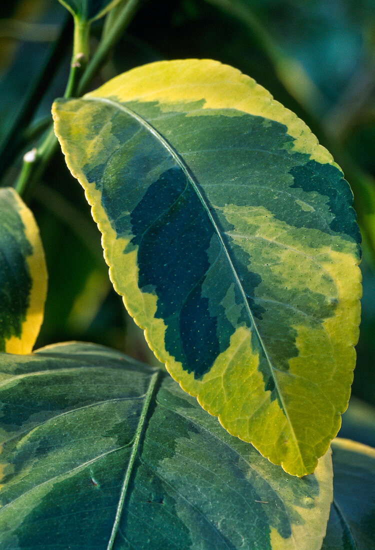 Citrus limon 'Foliis Variegatus'