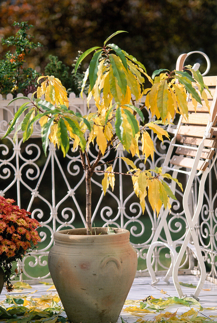 Dwarf peach tree in autumn