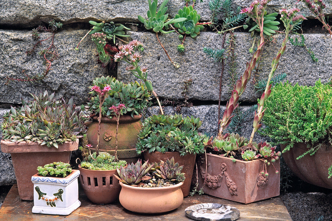Various houseleeks in pots