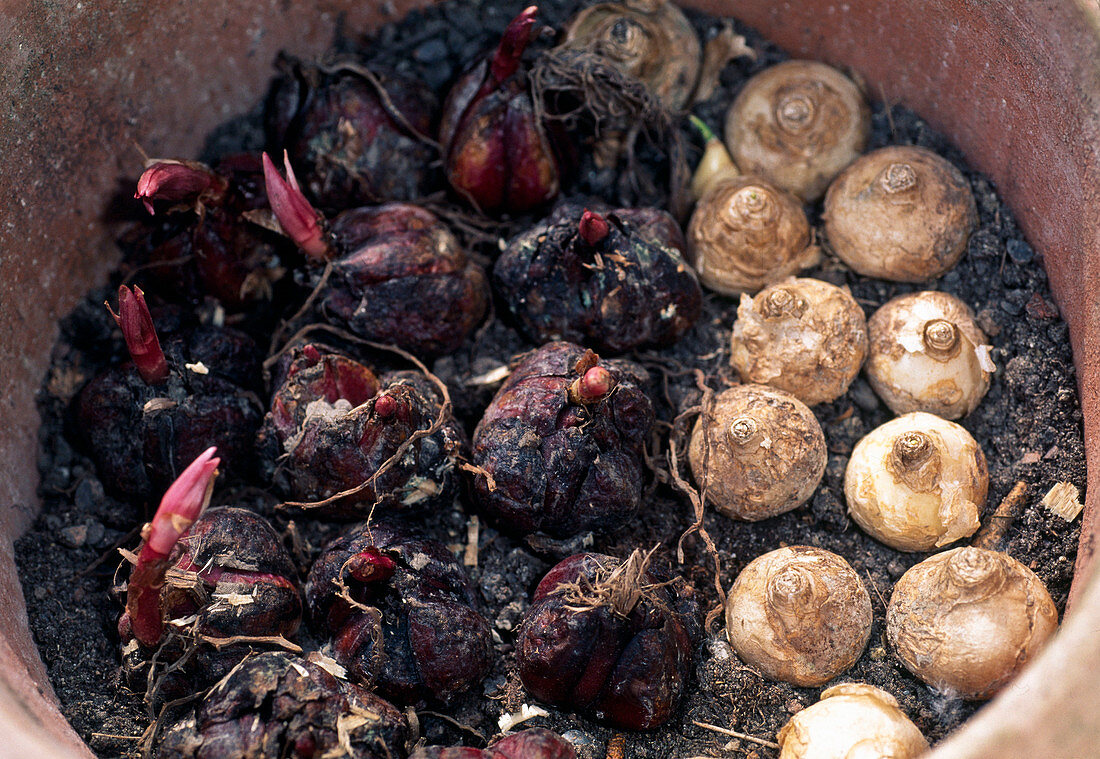 Putting summer blooming onion flowers in pot