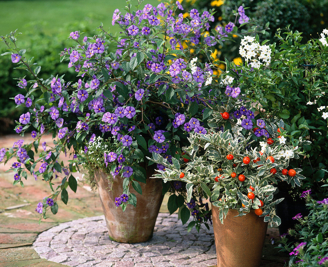 Solanum rantonnetii