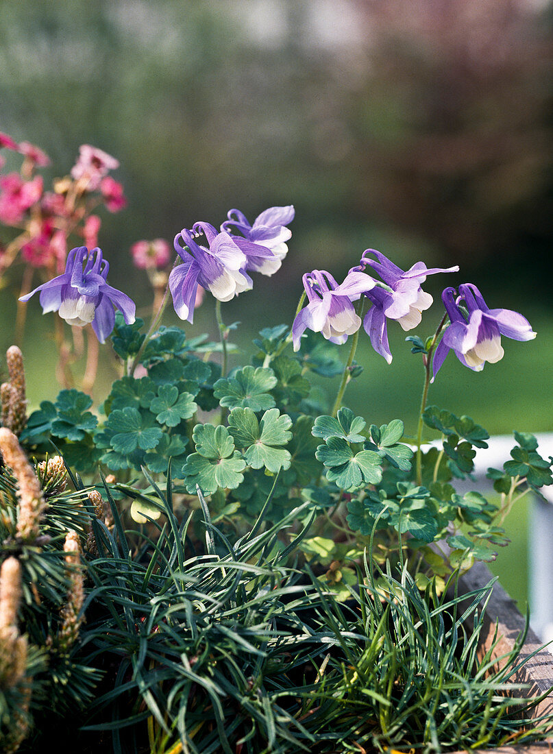 Aquilegia flabellata 'Mini Star'