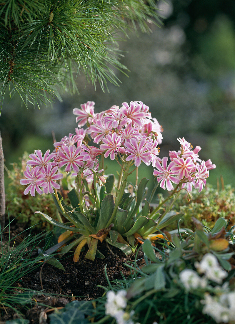 Lewisia cotyledon