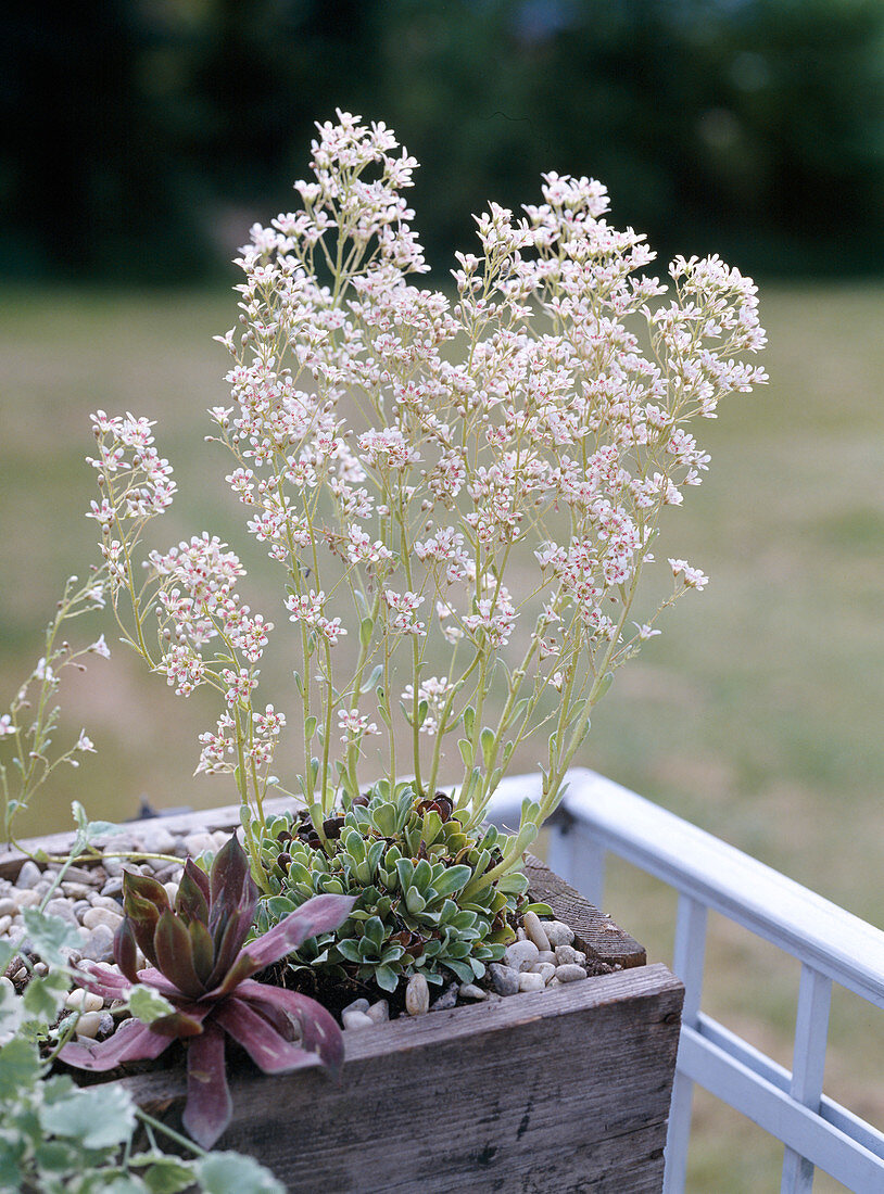 Saxifraga 'Southside Seedling'