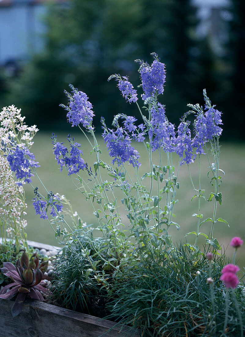 Veronica teucrium 'Bright Blue'