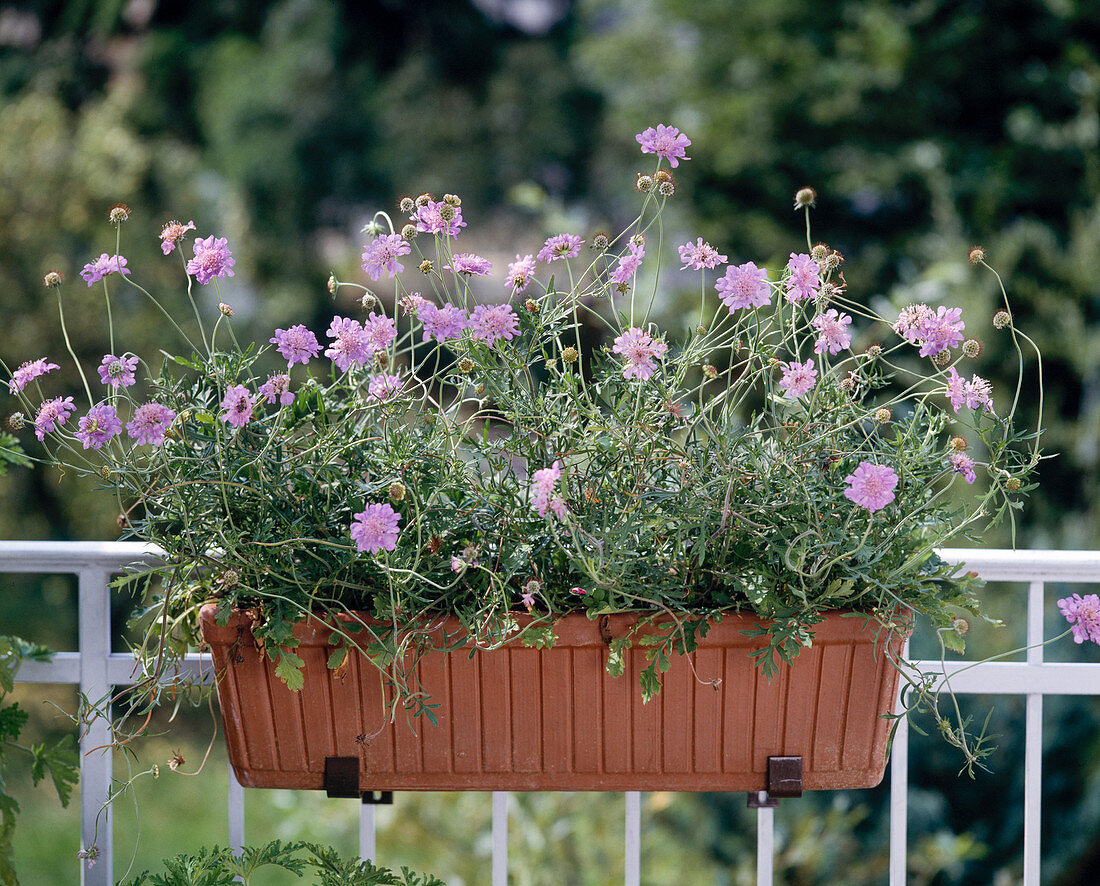 Scabiosa in the balcony box