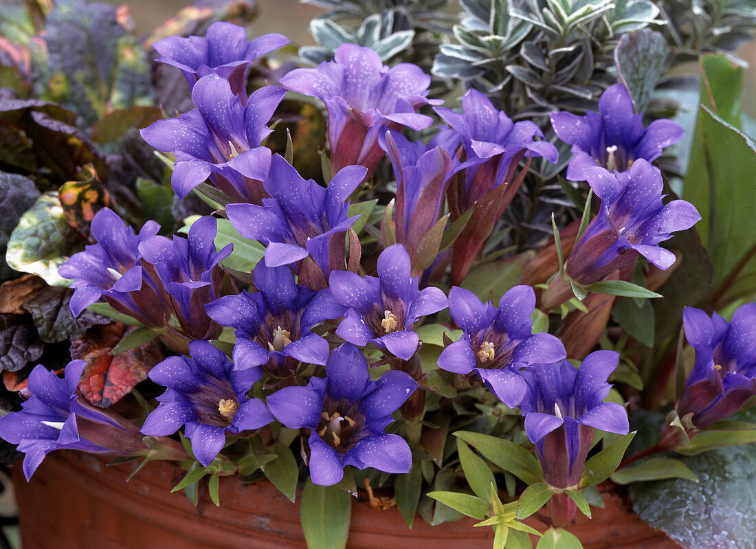 Gentiana scabra (Gentian)