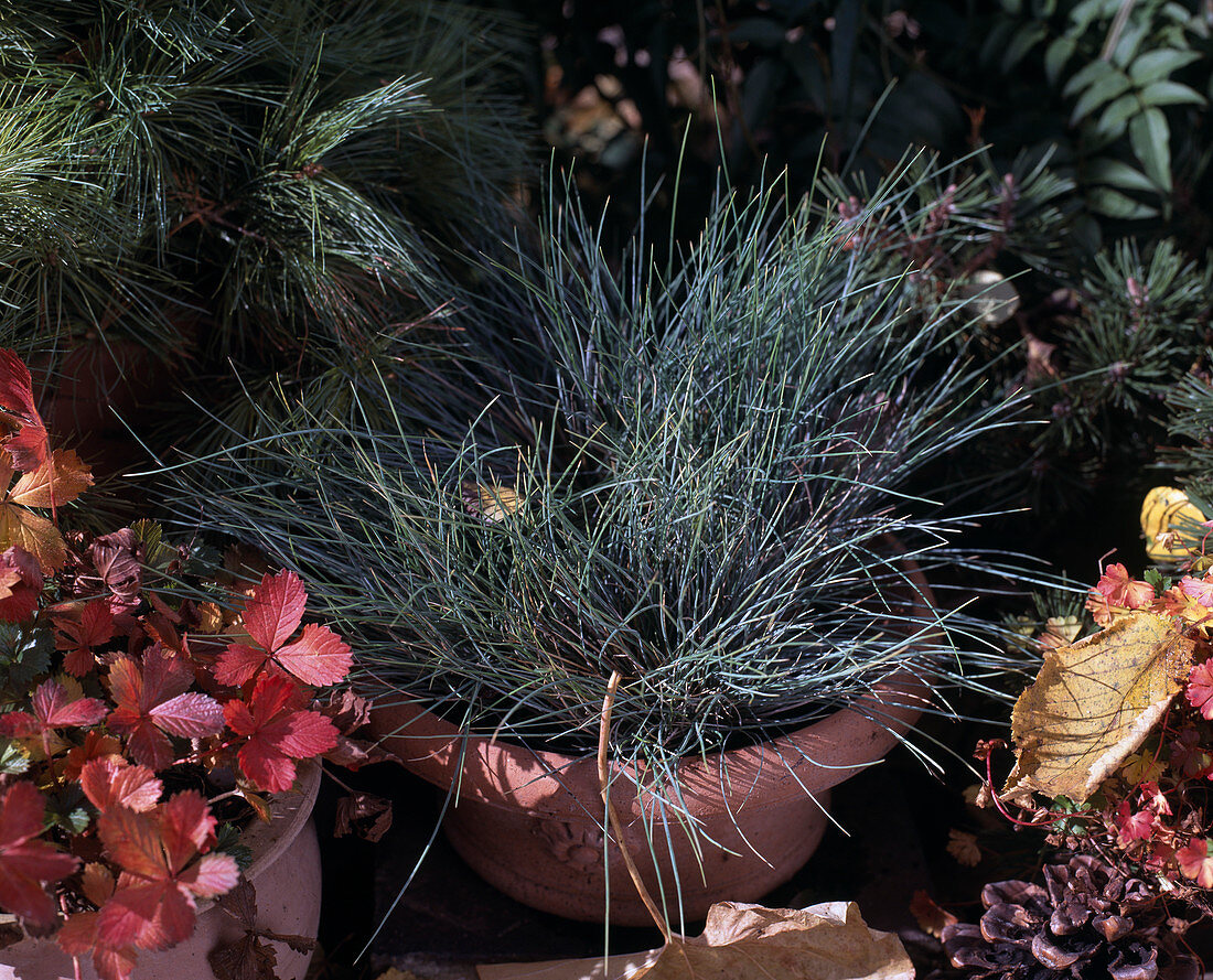 Festuca cinerea syn.glauca