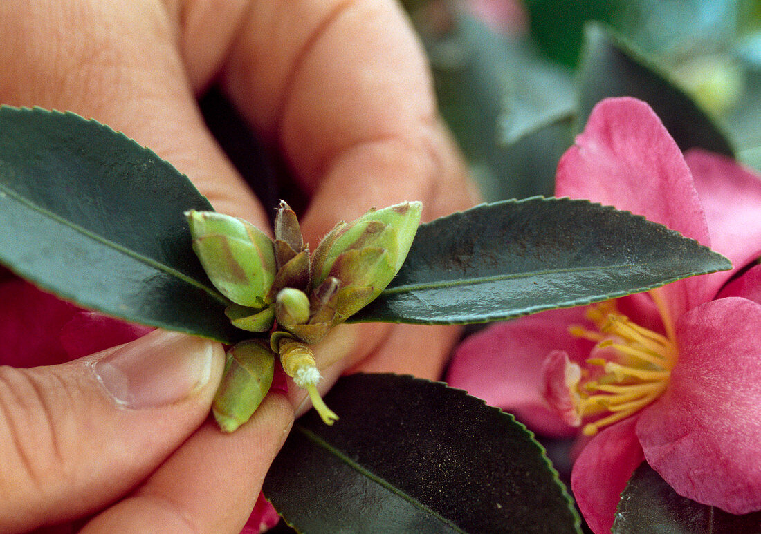 For a beautiful flowering only 2 buds are allowed