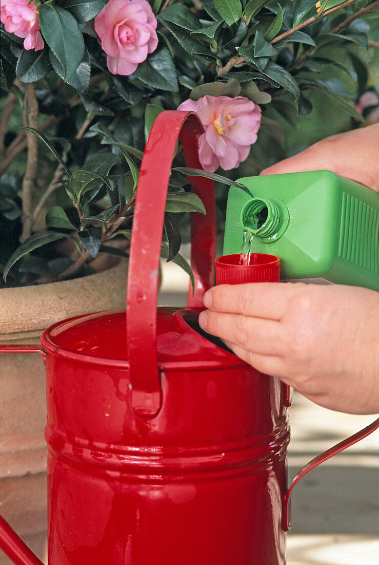 Camellia fertilizing