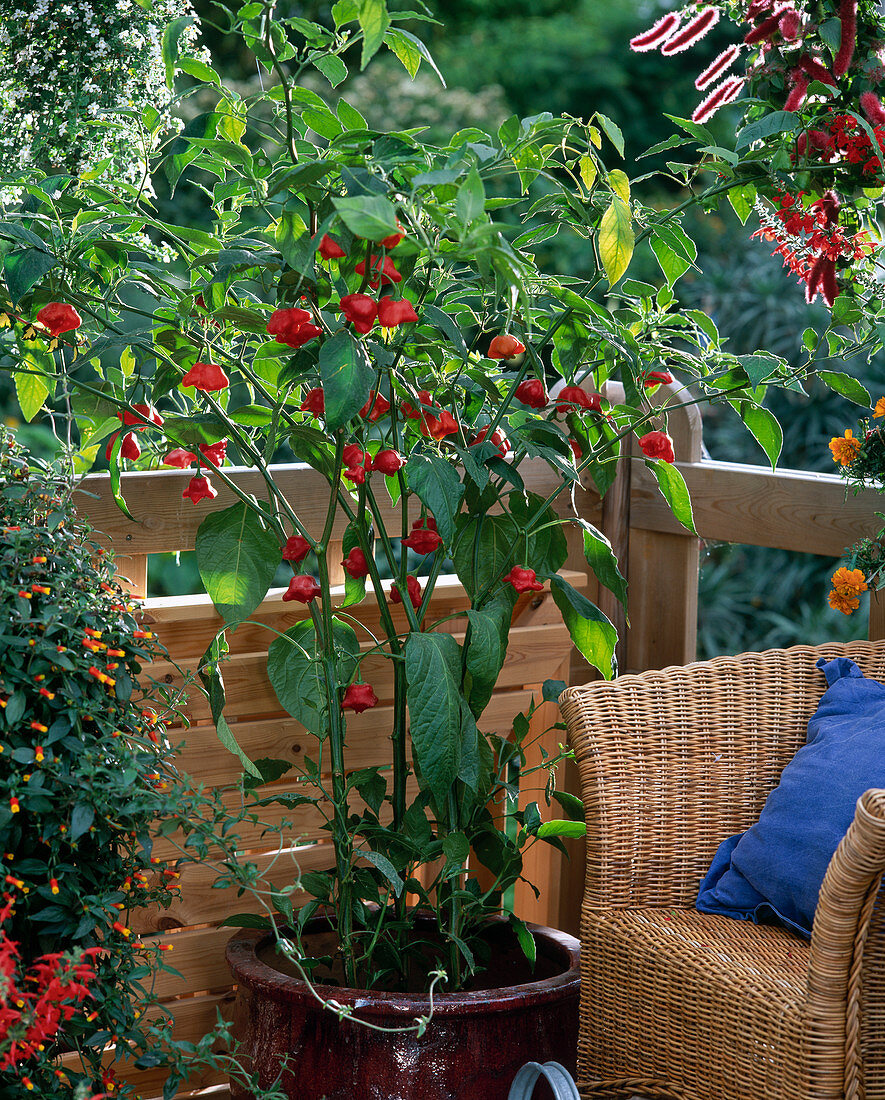 Chili 'Bishop's Crown' (Capsicum frutescens)