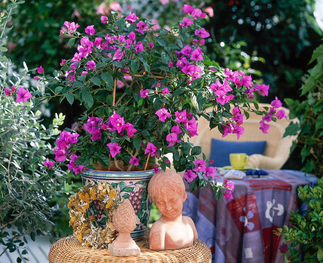 Bougainvillea glabra