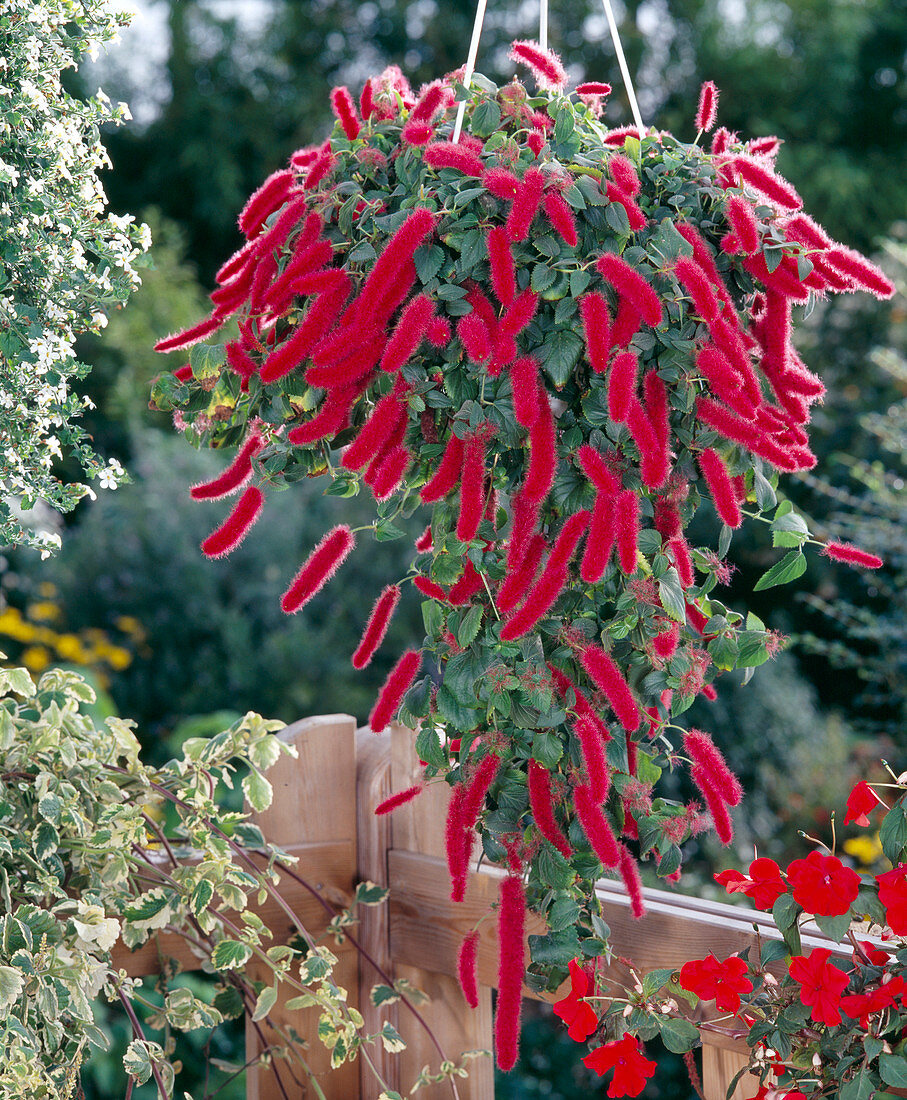 Acalypha hispanica