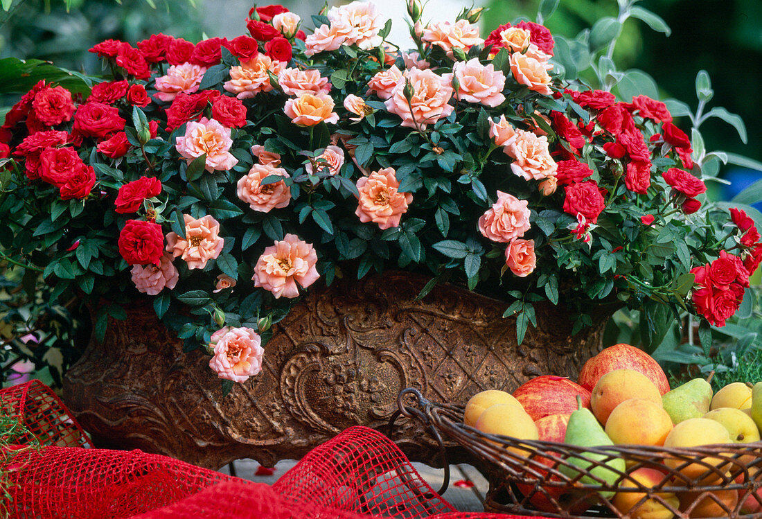 Jardiniere mit Rosa Kordana 'Fantasia'