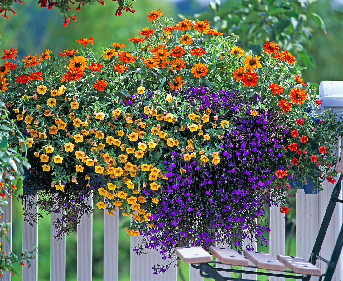 Box, Petunia 'terracotta'