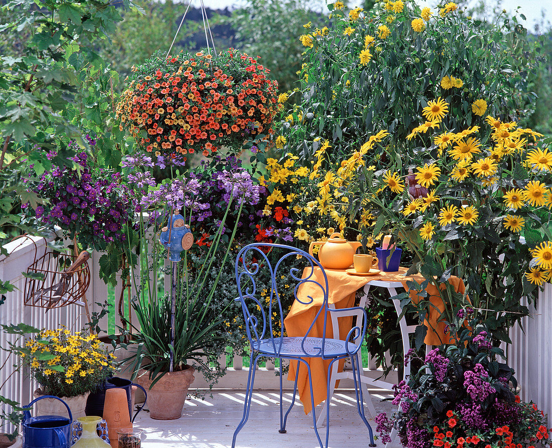 Petunia 'Million Bells Terracotta', Lantana