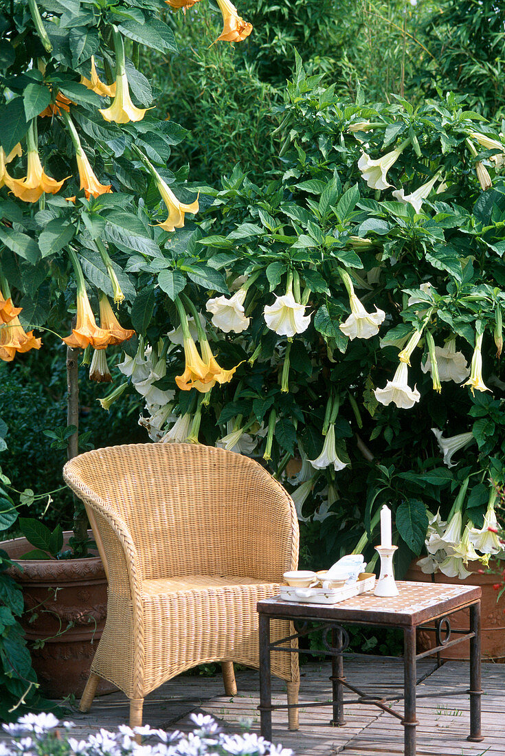 Datura aurea (Brugmansia) 'Estella' yellow