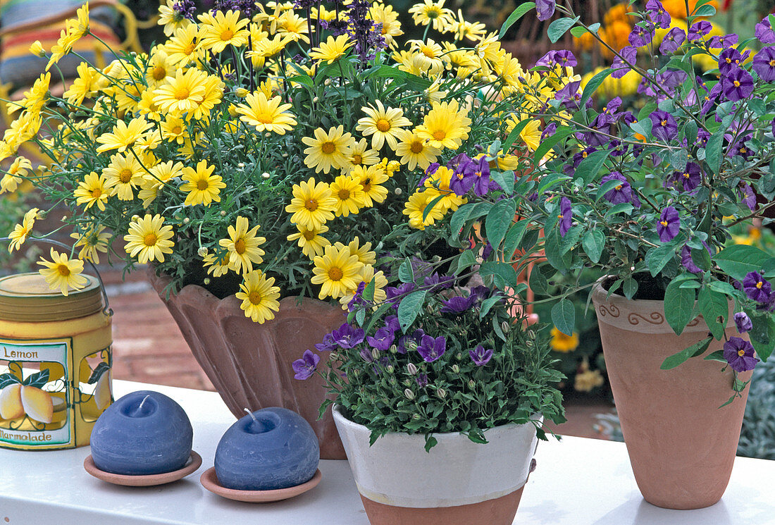 Argyranthemum Frutescens 'Butterfly'