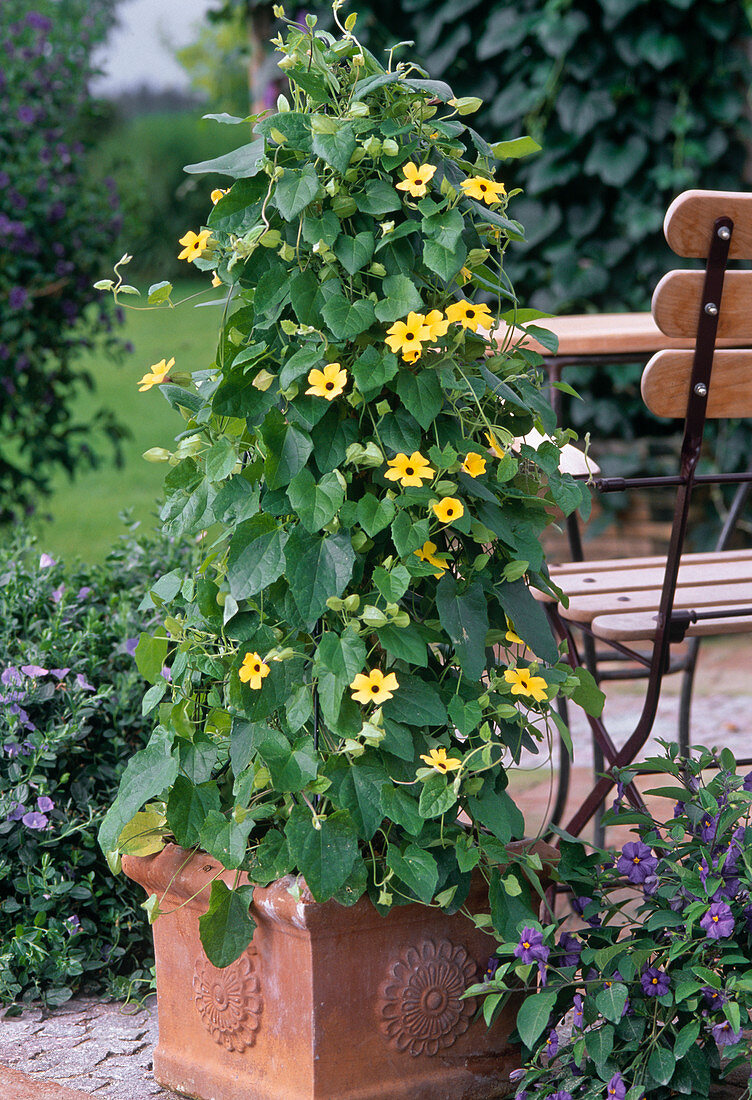 Thunbergia alata