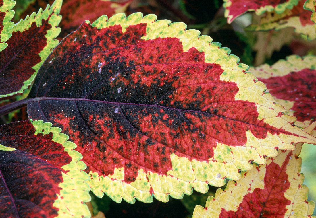 Coleus blumei Hybride Serie 'Colourdance'