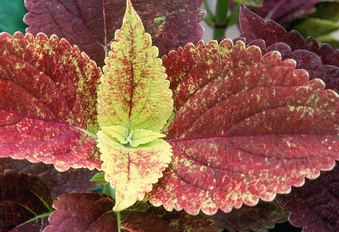 Coleus blumei Hybride Serie 'Colourdance'