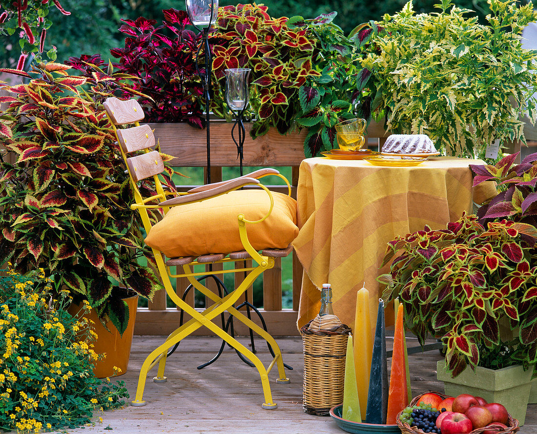 Balcony with various Coleus blumei hybrids