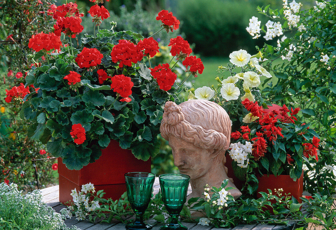 Pelargonium-zonale-hybr. (Geranie)