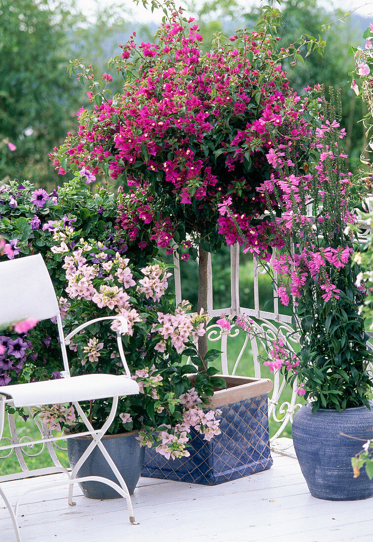 Balcony Bougainvillea hybrid