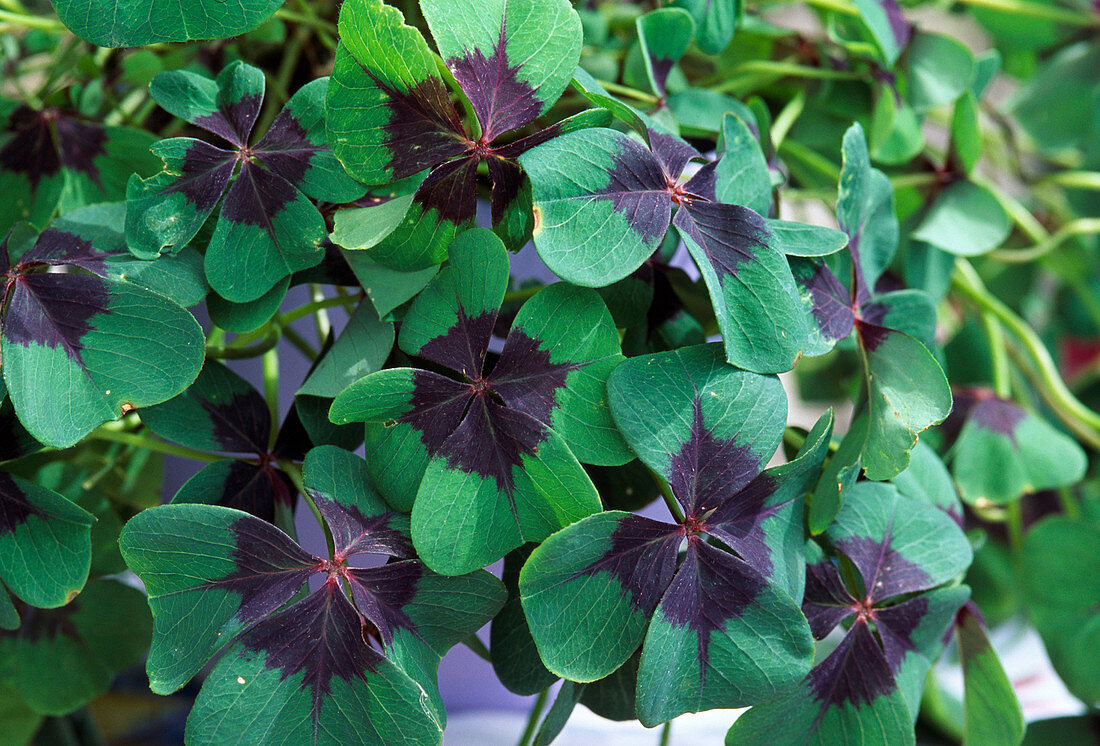 Oxalis tetraphylla 'Iron Cross'