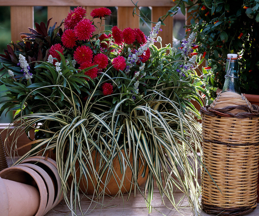 Schale mit Carex hachijoensis, Callistephus, Salvia farinacea