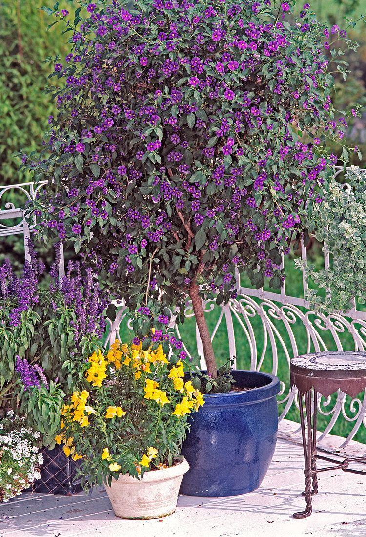 Solanum rantonnetii (Kartoffelstrauch)