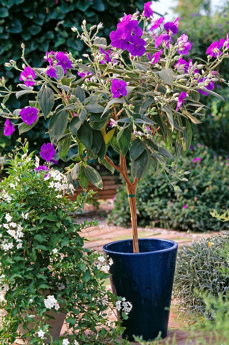 Tibouchina Urvillean