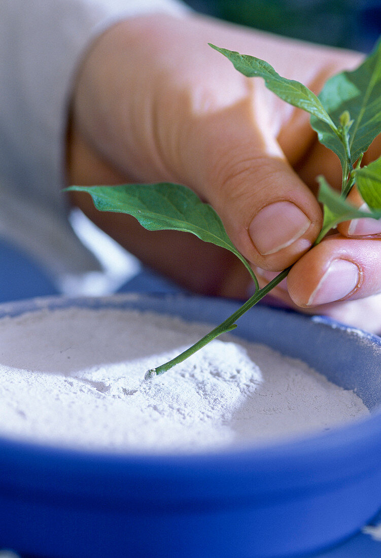 Solanum rantonnetii, propagation of cuttings 7th step