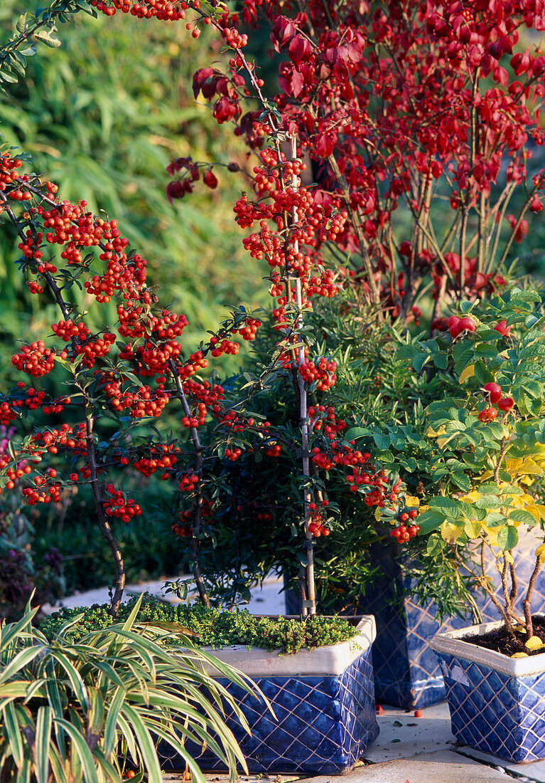 Pyracantha coccinea