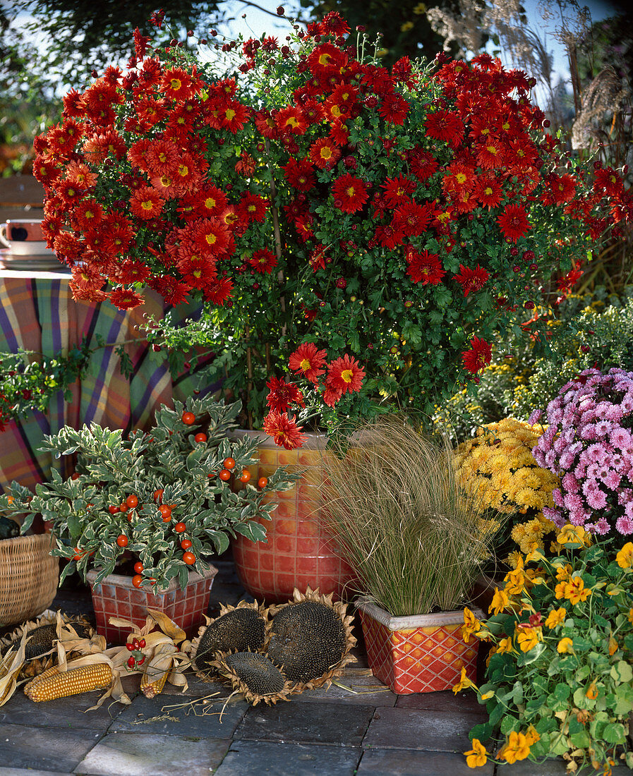 Dendranthema (Autumn Chrysanthemum), Solanum pseudocapsicum, Tropaeolum