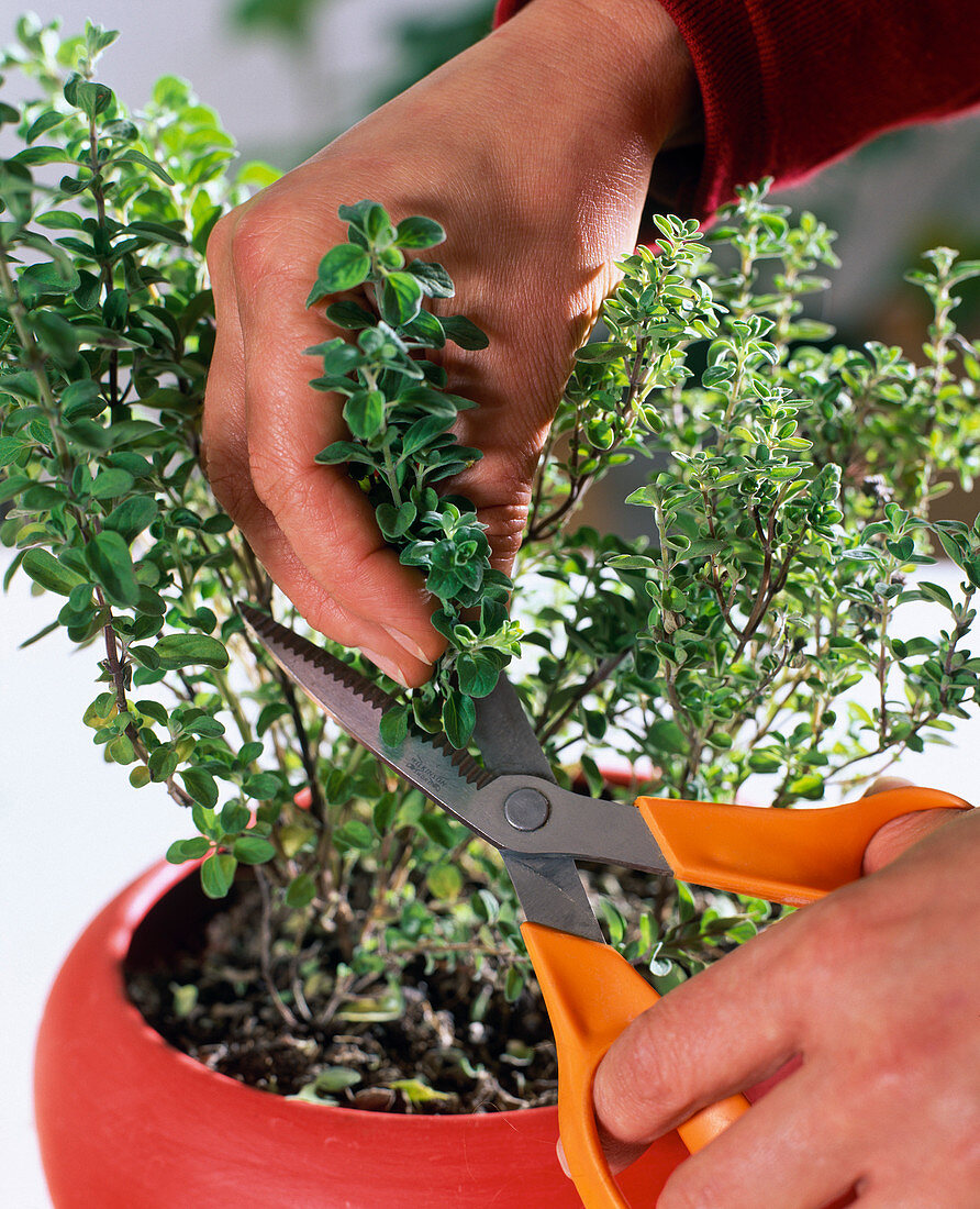 Harvesting oregano before flowering