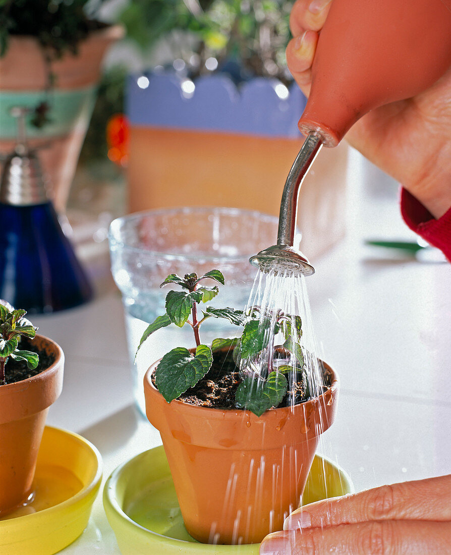 Mentha cuttings propagation