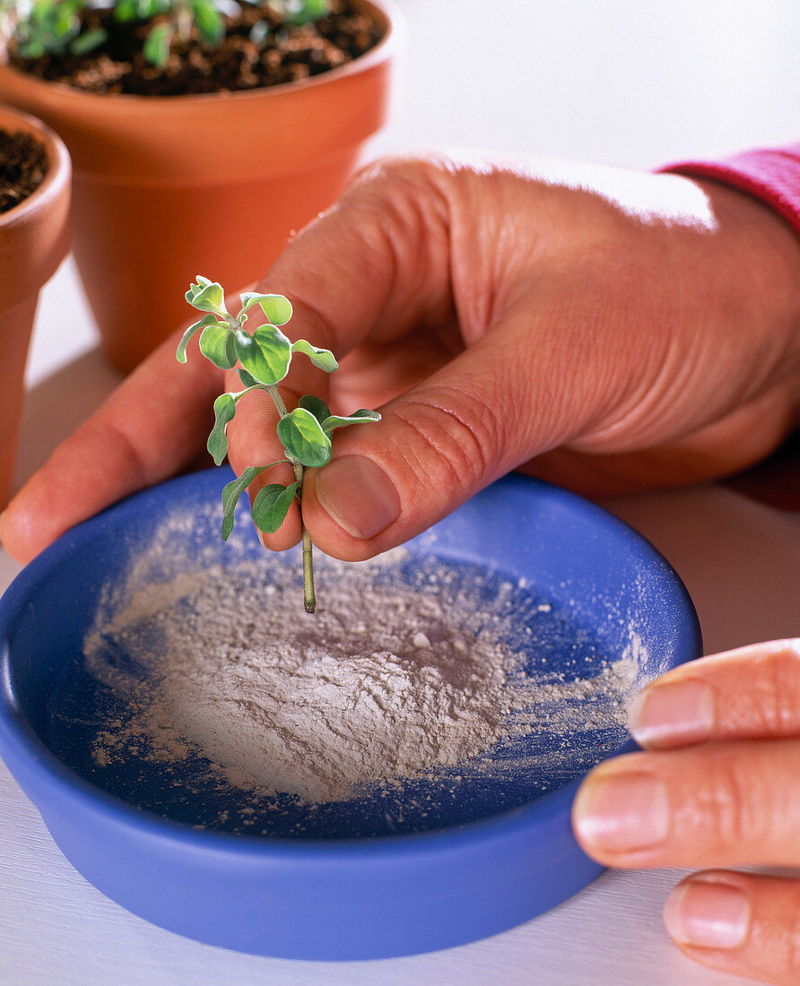 Oregano cuttings propagation