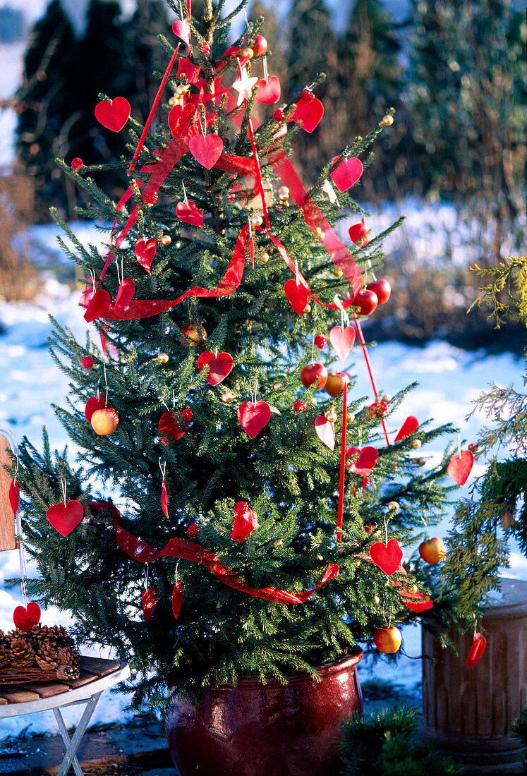 Lebendiger Weihnachtsbaum geschmückt mit roten Herzen, Äpfeln und Bändern