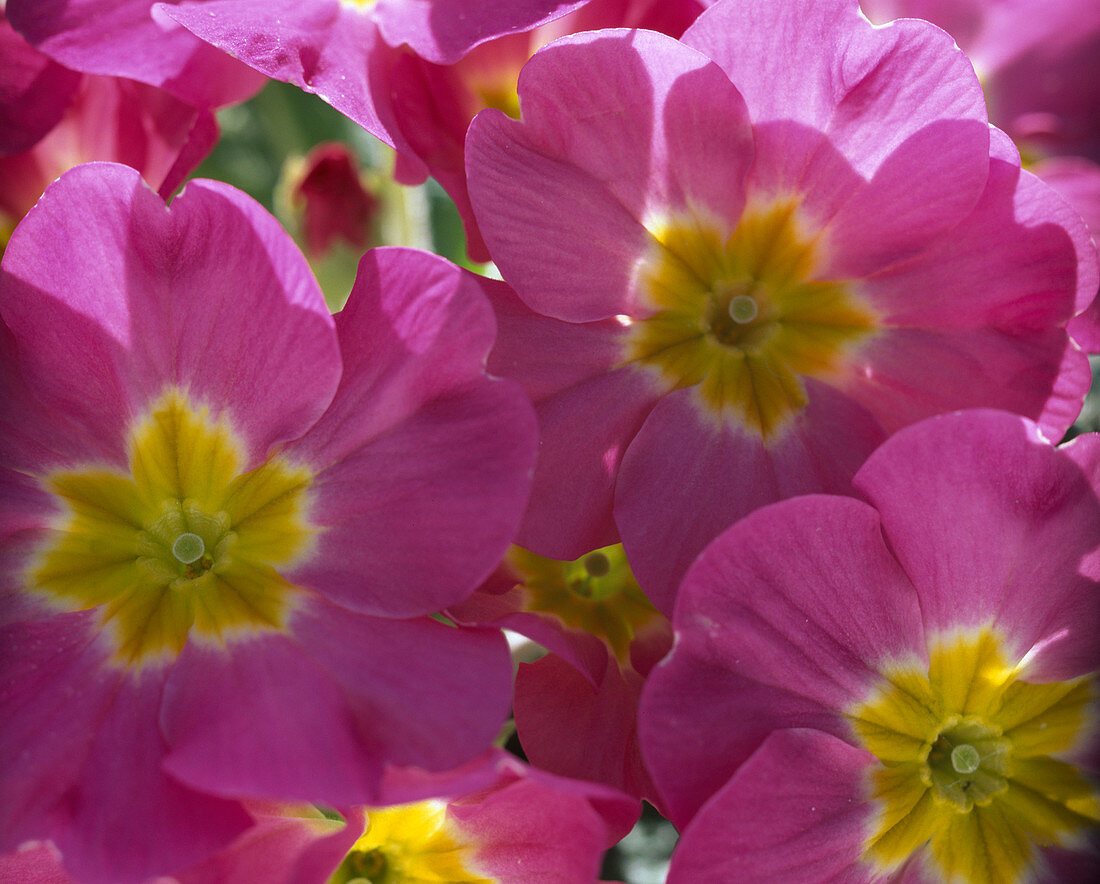 Primula acaulis