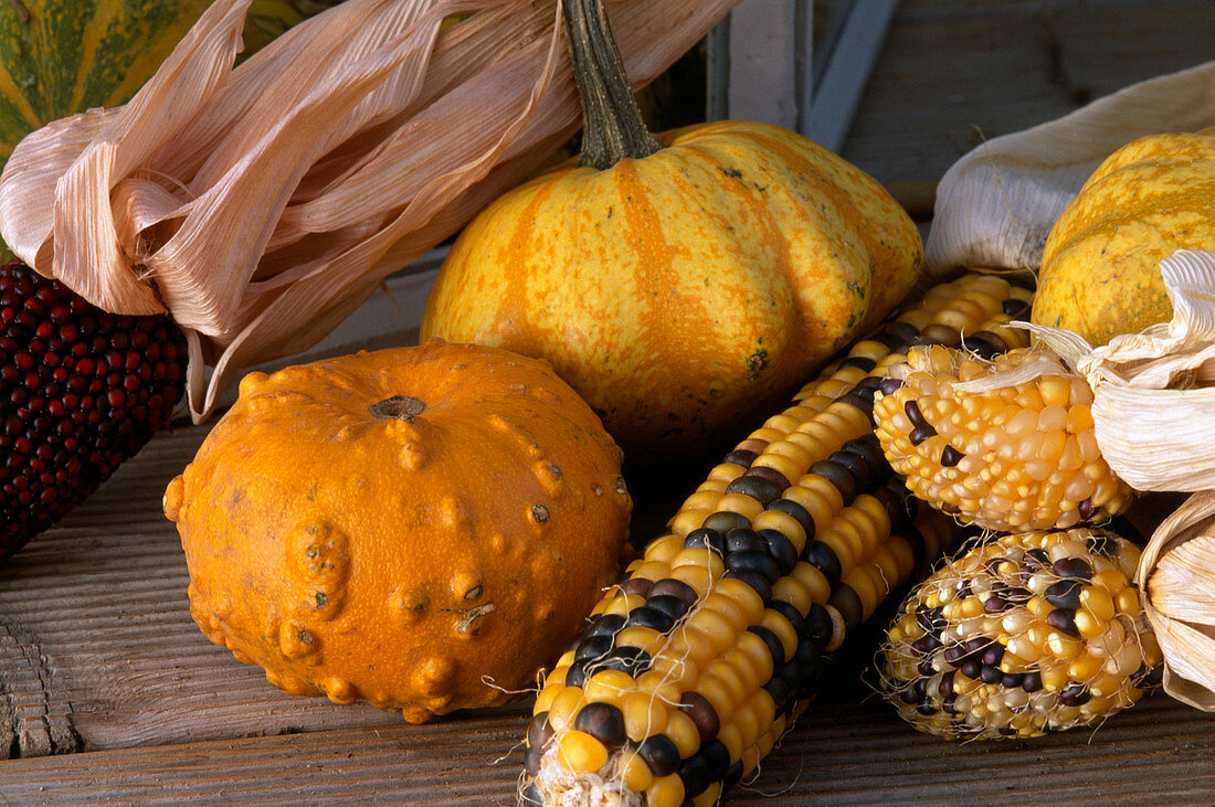 Ornamental pumpkins and ornamental maize