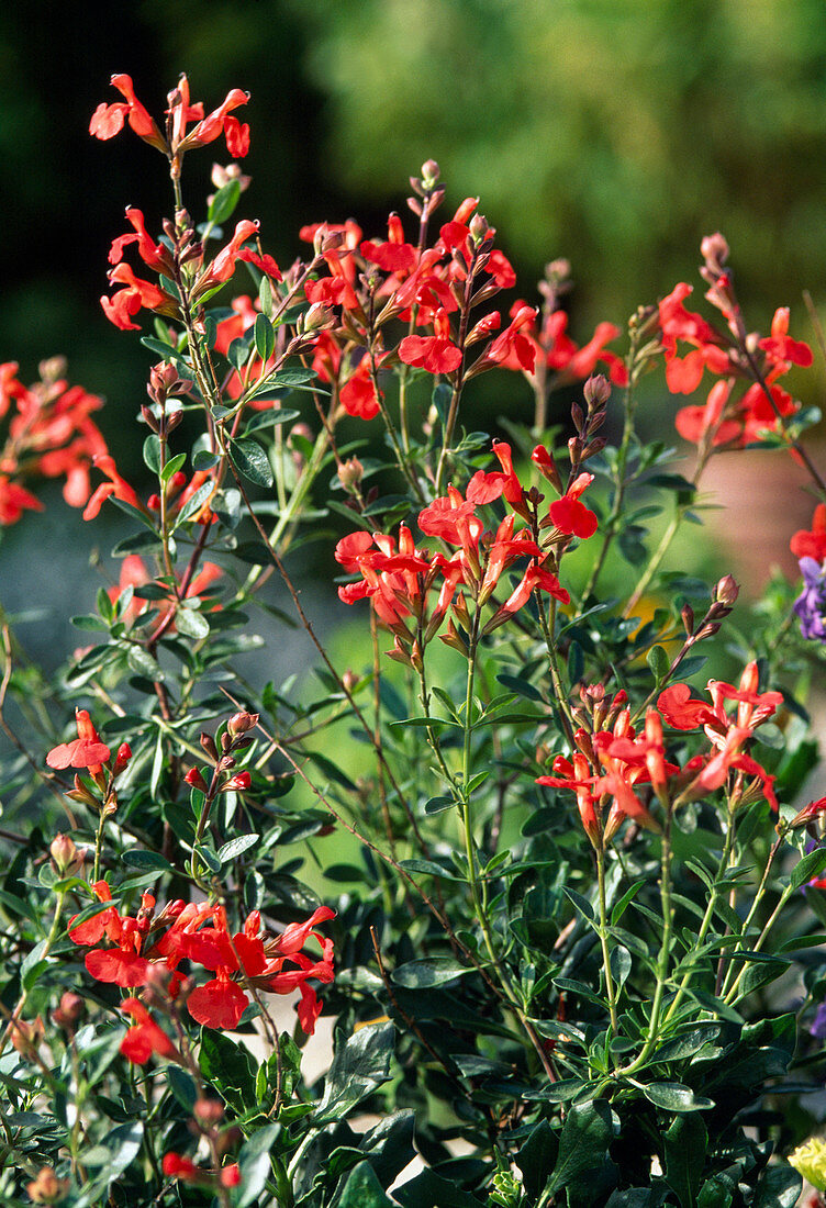 Salvia microphylla (currant sage)