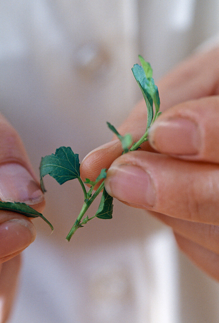 Anisodontea capensis, cuttings propagation